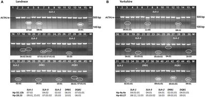 Swine Leukocyte Antigen Diversity in Canadian Specific Pathogen-Free Yorkshire and Landrace Pigs